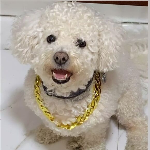 GOLD TONE Chunky Faux Metal Choker - Picture 2 of 8